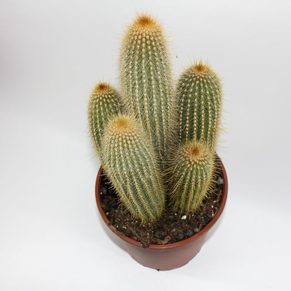 Large Cereus Cactus A Ø21cm H80cm
