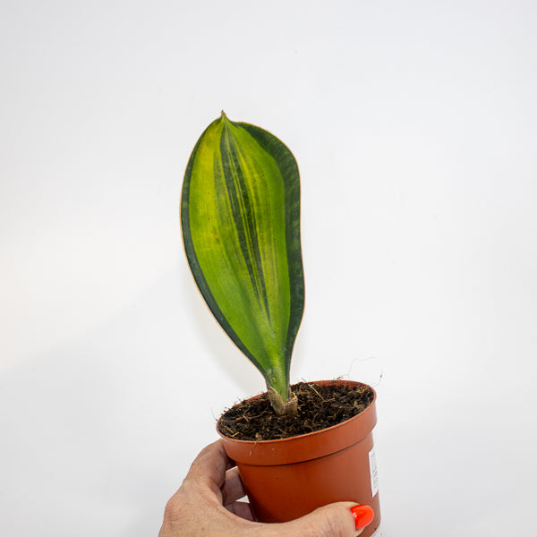 Sansevieria masoniana 'Variegata' Ø9cm H15cm