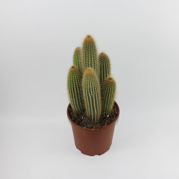 Large Cereus Cactus A Ø21cm H80cm