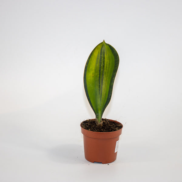 Sansevieria masoniana 'Variegata' Ø9cm H15cm