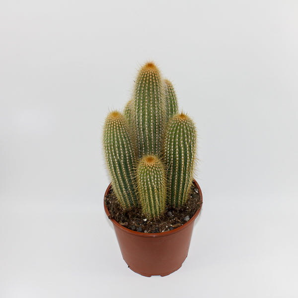 Large Cereus Cactus A Ø21cm H80cm