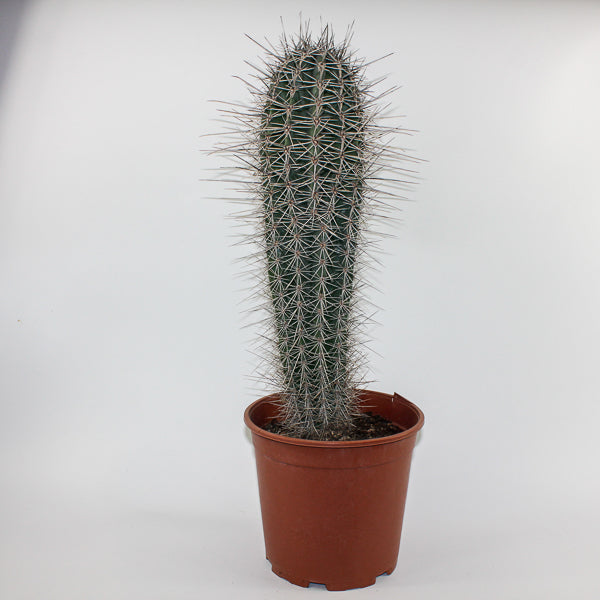 Large Cereus Cactus B Ø21cm H80cm