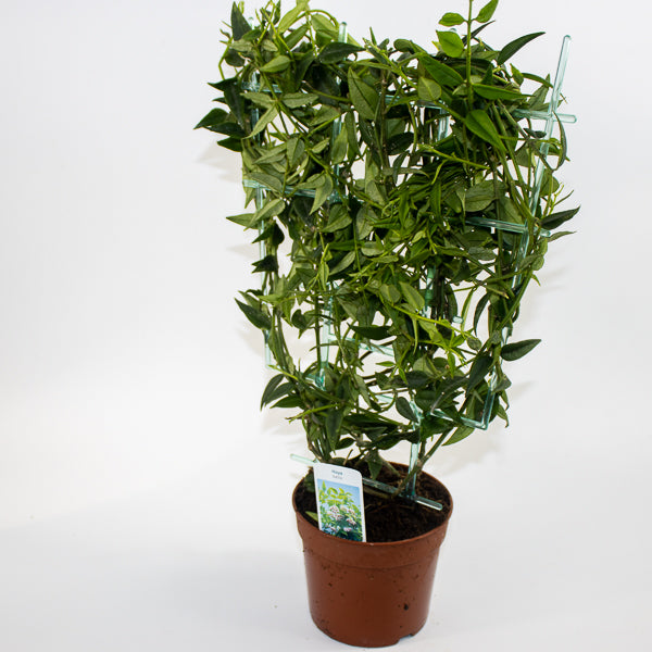 Hoya bella Ø12cm H45cm