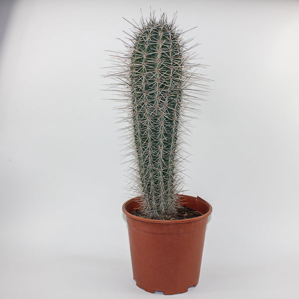Large Cereus Cactus B Ø21cm H80cm