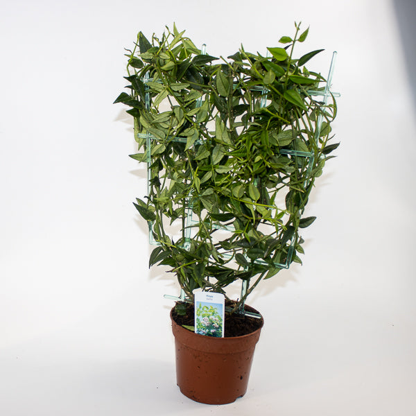 Hoya bella Ø12cm H45cm