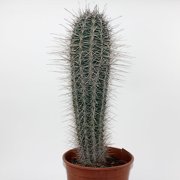 Large Cereus Cactus B Ø21cm H80cm