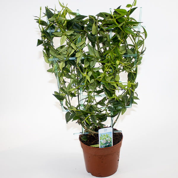 Hoya bella Ø12cm H45cm
