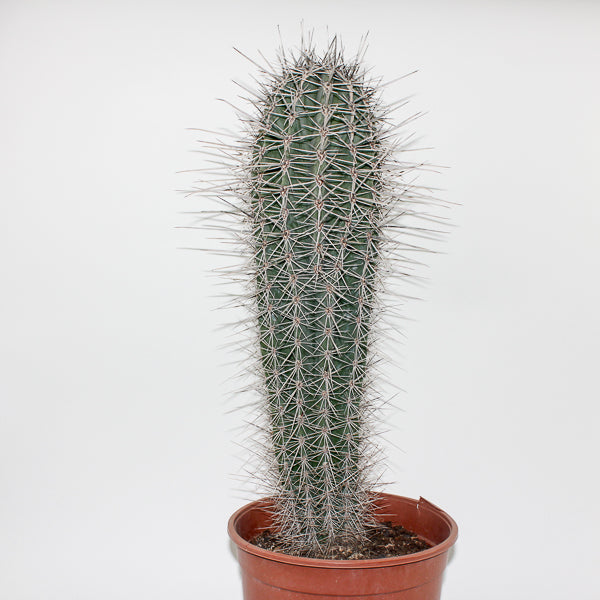 Large Cereus Cactus B Ø21cm H80cm