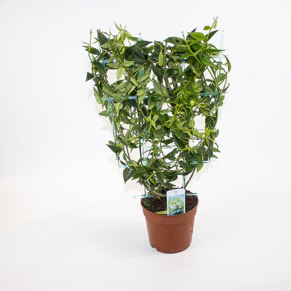 Hoya bella Ø12cm H45cm