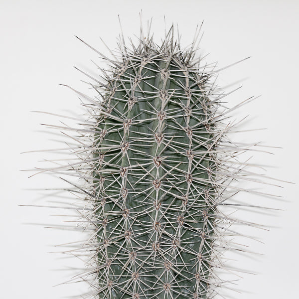 Large Cereus Cactus B Ø21cm H80cm