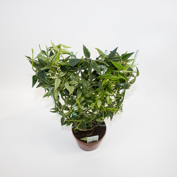 Hoya bella Ø12cm H45cm