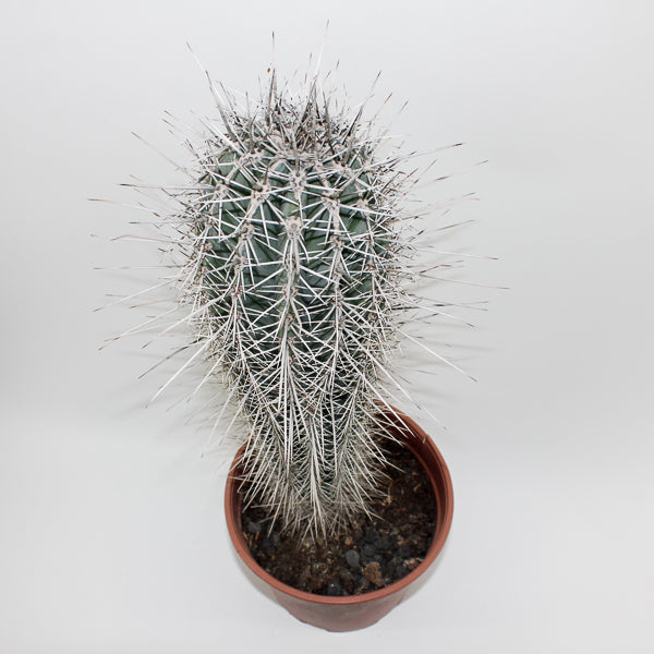 Large Cereus Cactus B Ø21cm H80cm