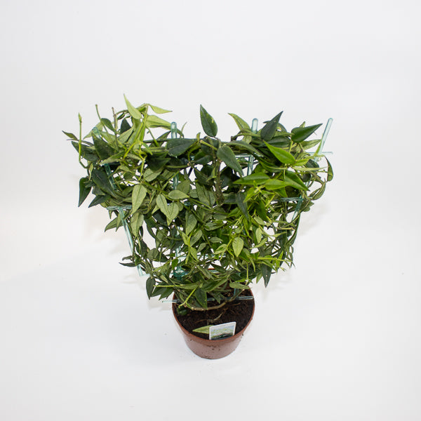Hoya bella Ø12cm H45cm