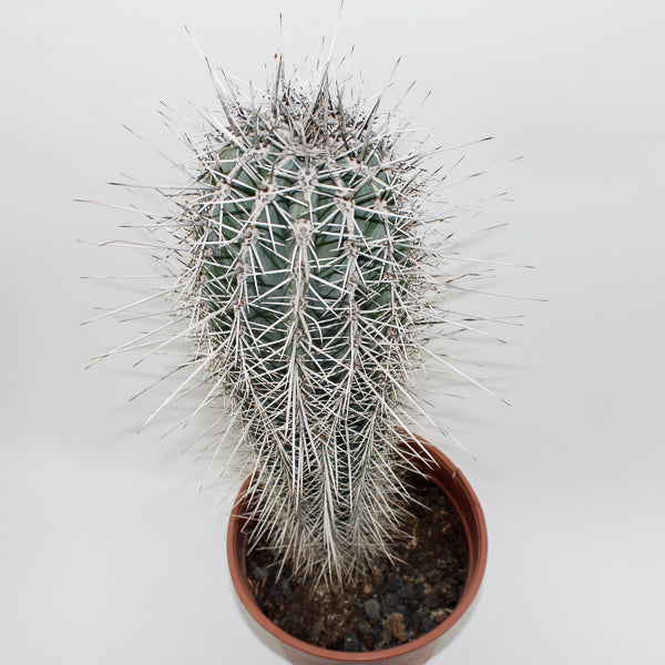 Large Cereus Cactus B Ø21cm H80cm