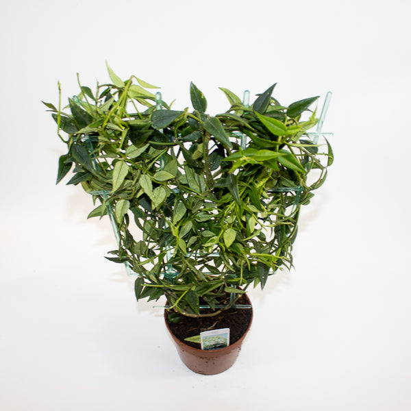 Hoya bella Ø12cm H45cm