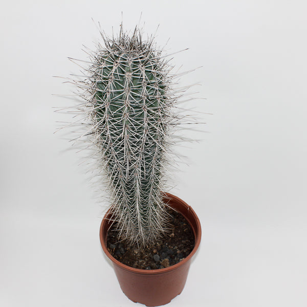 Large Cereus Cactus B Ø21cm H80cm