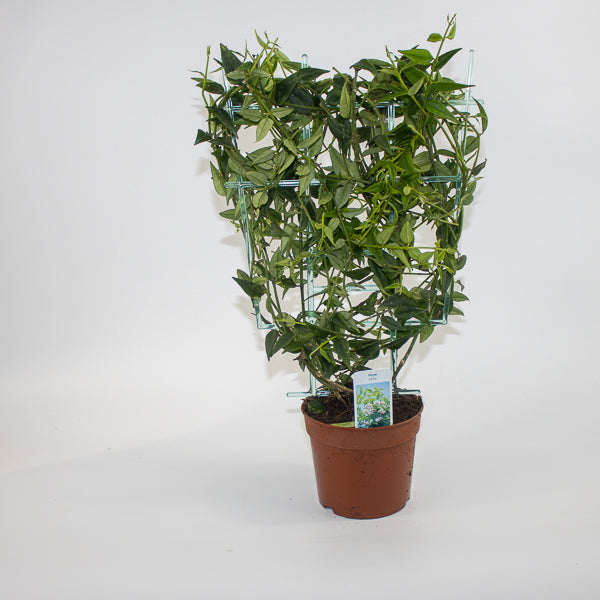 Hoya bella Ø12cm H45cm