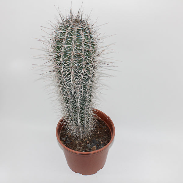 Large Cereus Cactus B Ø21cm H80cm