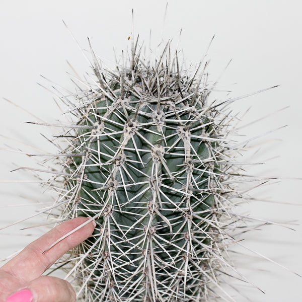 Large Cereus Cactus B Ø21cm H80cm