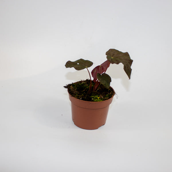Begonia Leaf Taconite Ø10.5cm H20cm