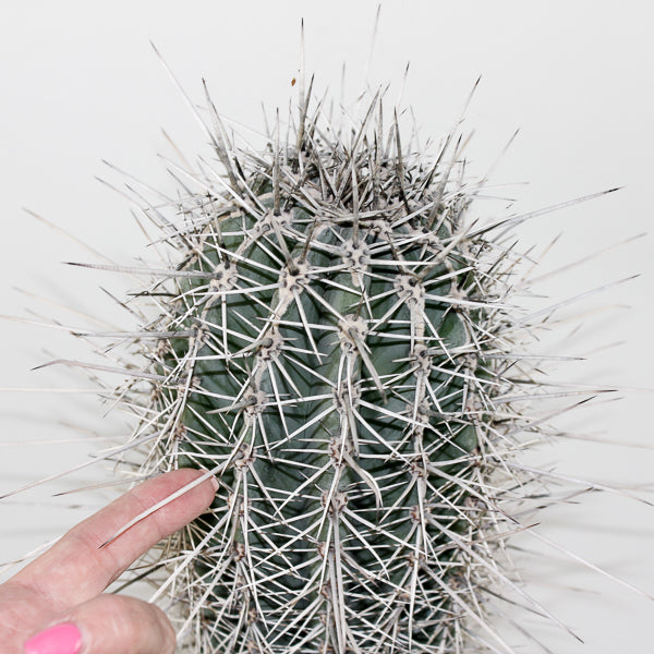 Large Cereus Cactus B Ø21cm H80cm