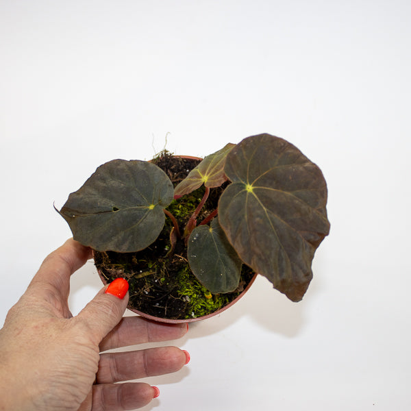 Begonia Leaf Taconite Ø10.5cm H20cm