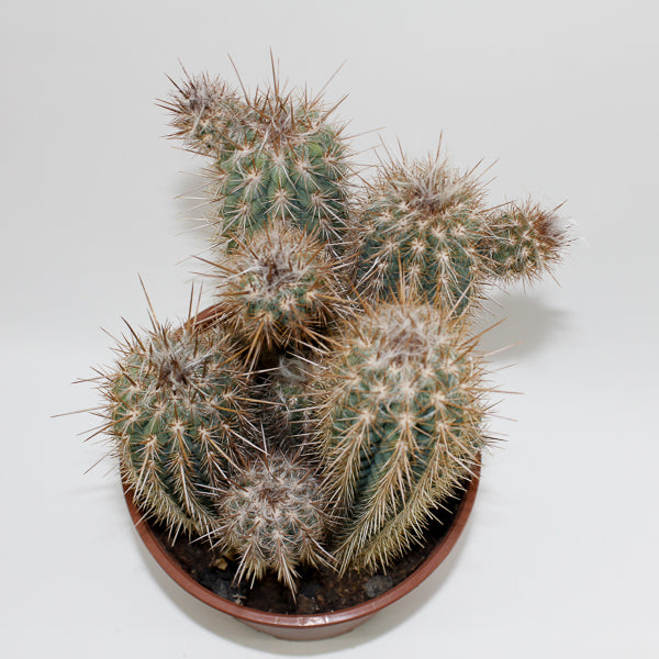 Large Cereus Cactus C Ø21cm H80cm