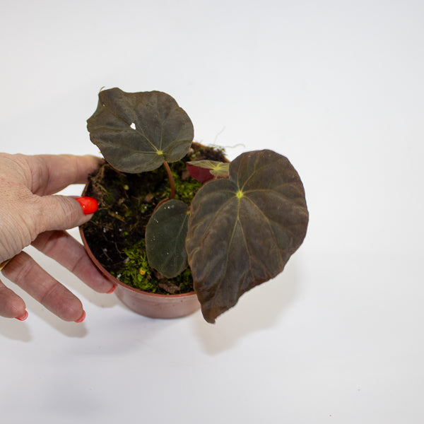 Begonia Leaf Taconite Ø10.5cm H20cm
