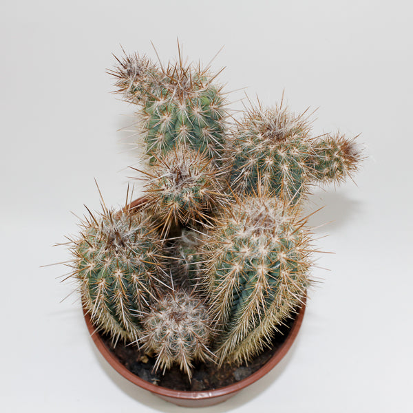 Large Cereus Cactus C Ø21cm H80cm