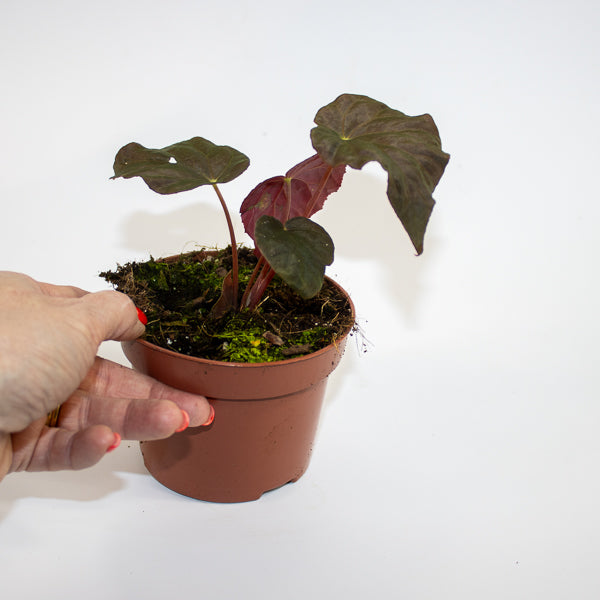 Begonia Leaf Taconite Ø10.5cm H20cm