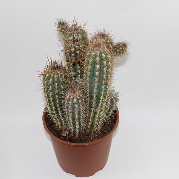Large Cereus Cactus C Ø21cm H80cm