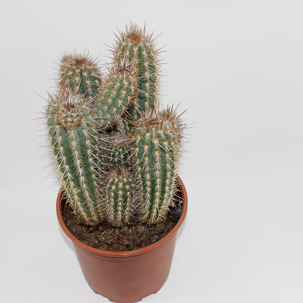 Large Cereus Cactus C Ø21cm H80cm