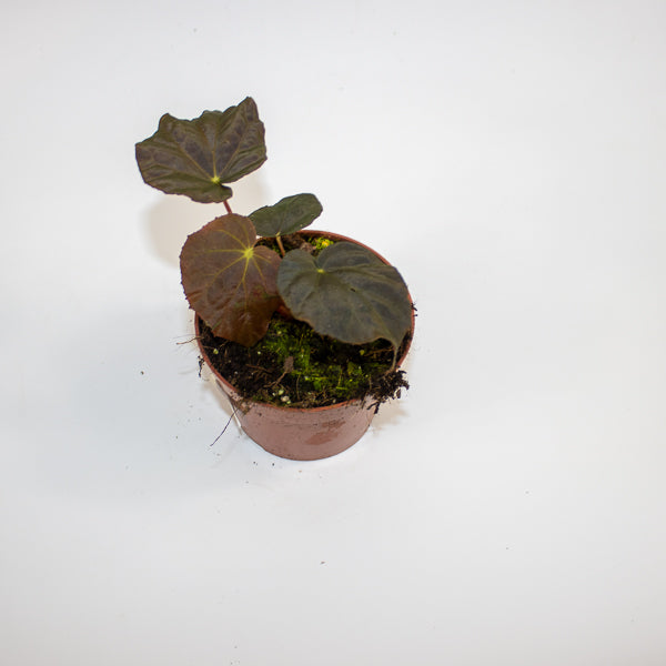 Begonia Leaf Taconite Ø10.5cm H20cm