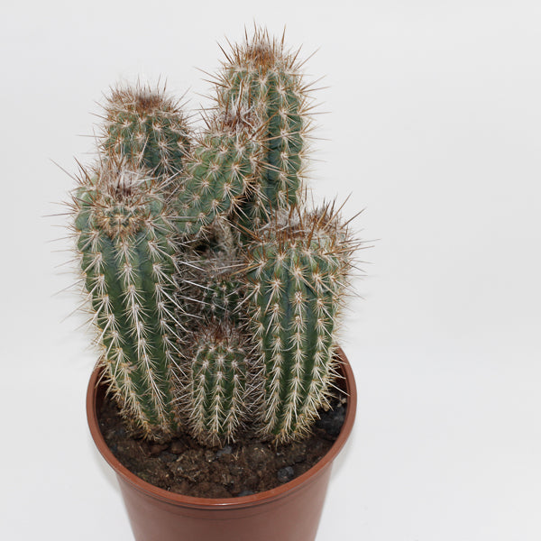 Large Cereus Cactus C Ø21cm H80cm