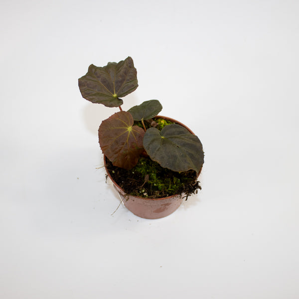 Begonia Leaf Taconite Ø10.5cm H20cm