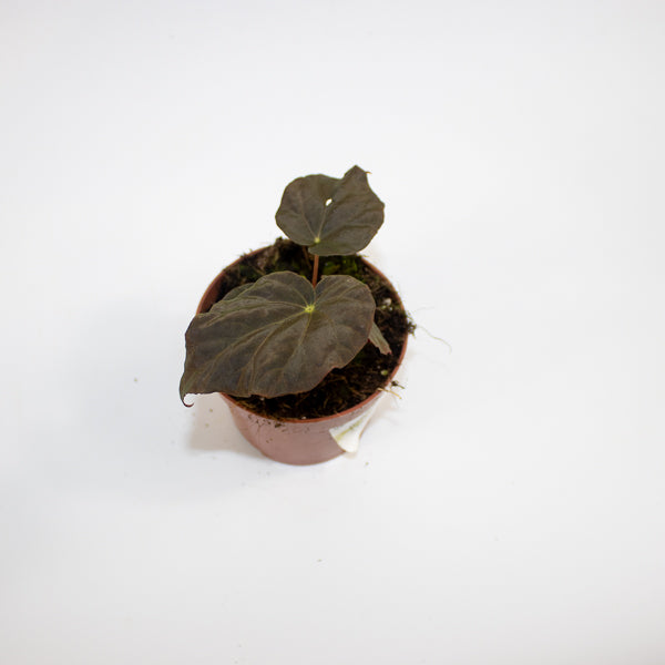 Begonia Leaf Taconite Ø10.5cm H20cm