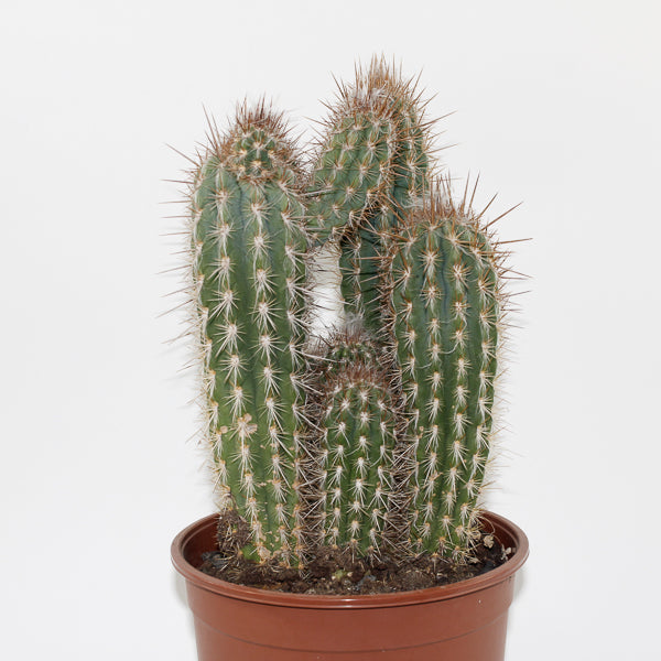 Large Cereus Cactus C Ø21cm H80cm