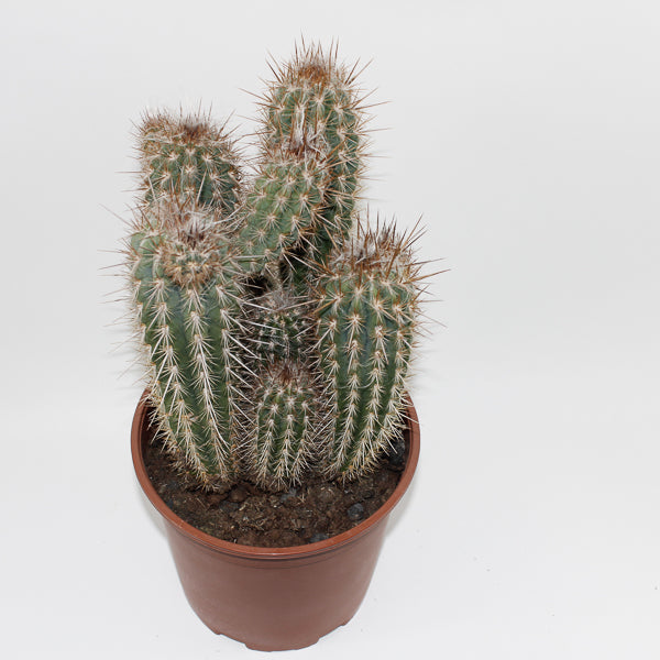 Large Cereus Cactus C Ø21cm H80cm