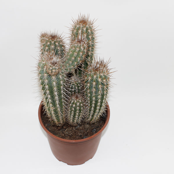 Large Cereus Cactus C Ø21cm H80cm