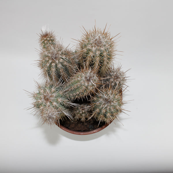 Large Cereus Cactus C Ø21cm H80cm
