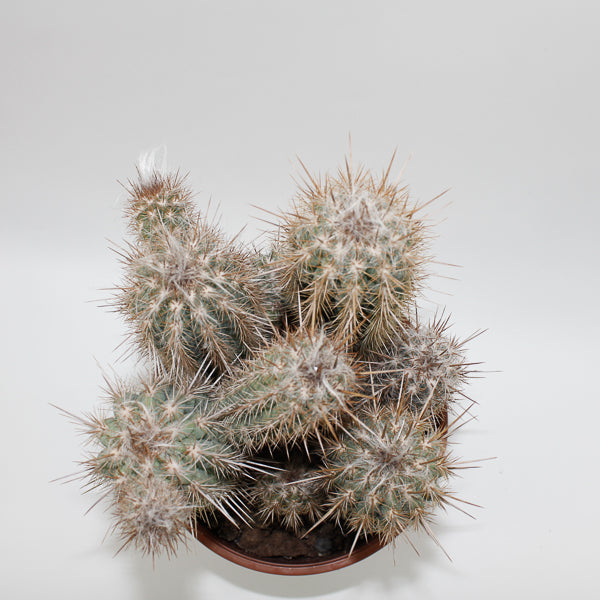Large Cereus Cactus C Ø21cm H80cm