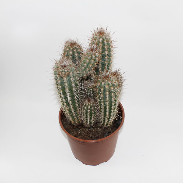 Large Cereus Cactus C Ø21cm H80cm