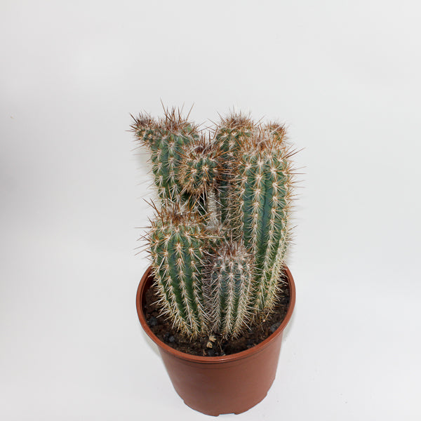 Large Cereus Cactus C Ø21cm H80cm