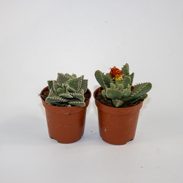Faucaria Monstruoza Ø5.5cm H10cm