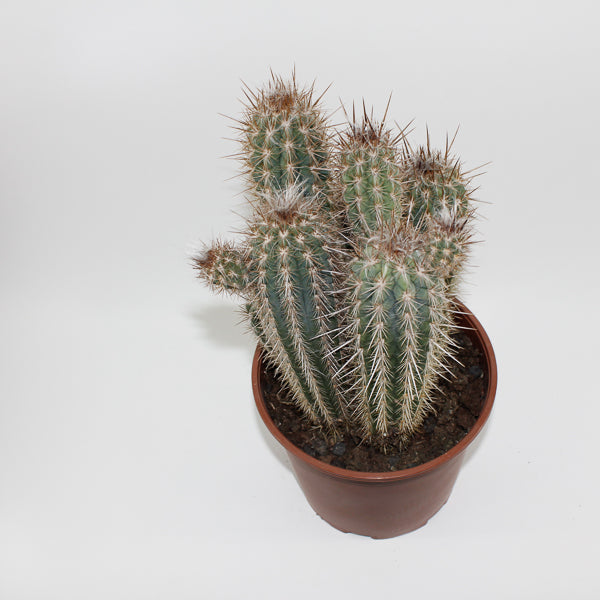 Large Cereus Cactus C Ø21cm H80cm