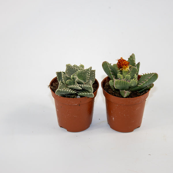Faucaria Monstruoza Ø5.5cm H10cm