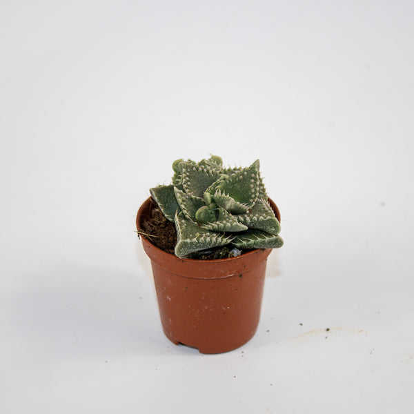 Faucaria Monstruoza Ø5.5cm H10cm