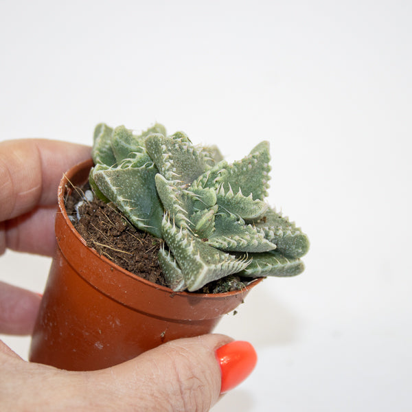 Faucaria Monstruoza Ø5.5cm H10cm