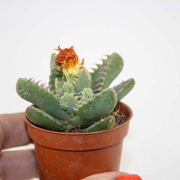 Faucaria Monstruoza Ø5.5cm H10cm