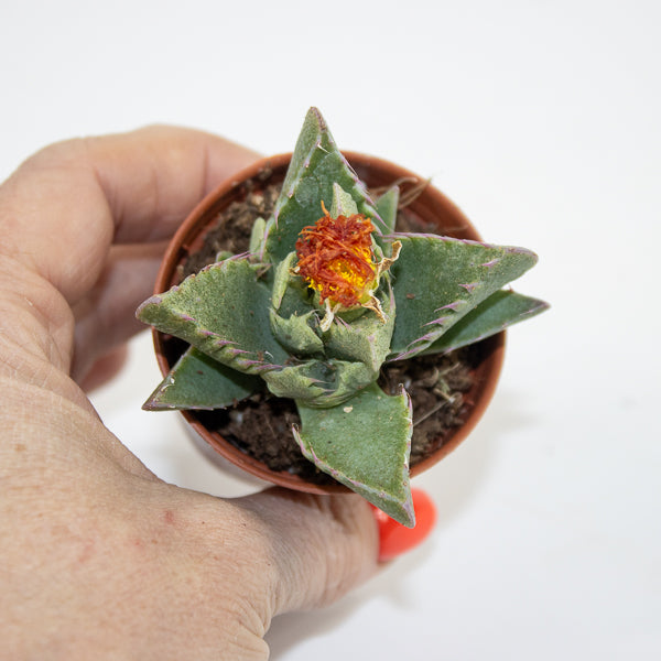 Faucaria Monstruoza Ø5.5cm H10cm